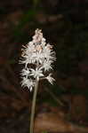 Foamflower